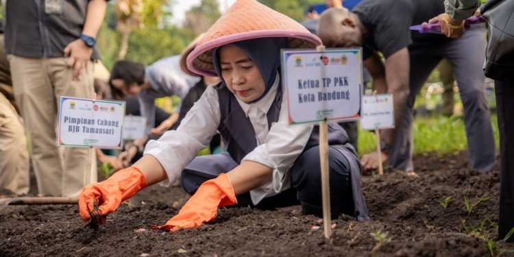 Kota Bandung Serentak Tanam Cabai Dan Bawang Di Seluruh Kecamatan